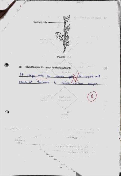 P5 GEP Materials: Science, page 2, Marked answers.